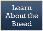 Learn About the Breed